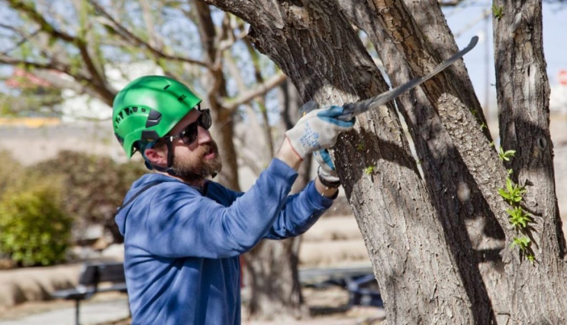 Growing-a-Healthy-Urban-Forest-Across-Southwest-NM