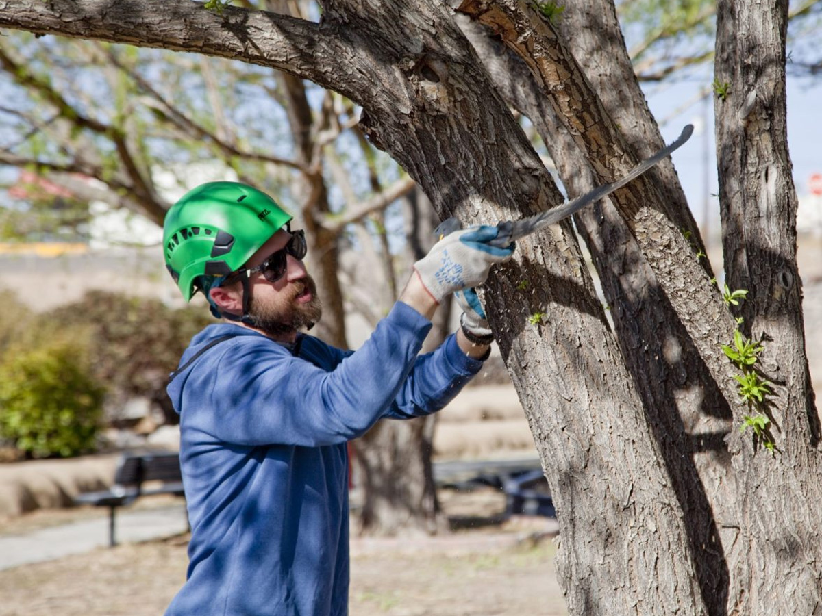 Growing a Healthy Urban Forest Across Southwest NM – 2025 Accomplishments
