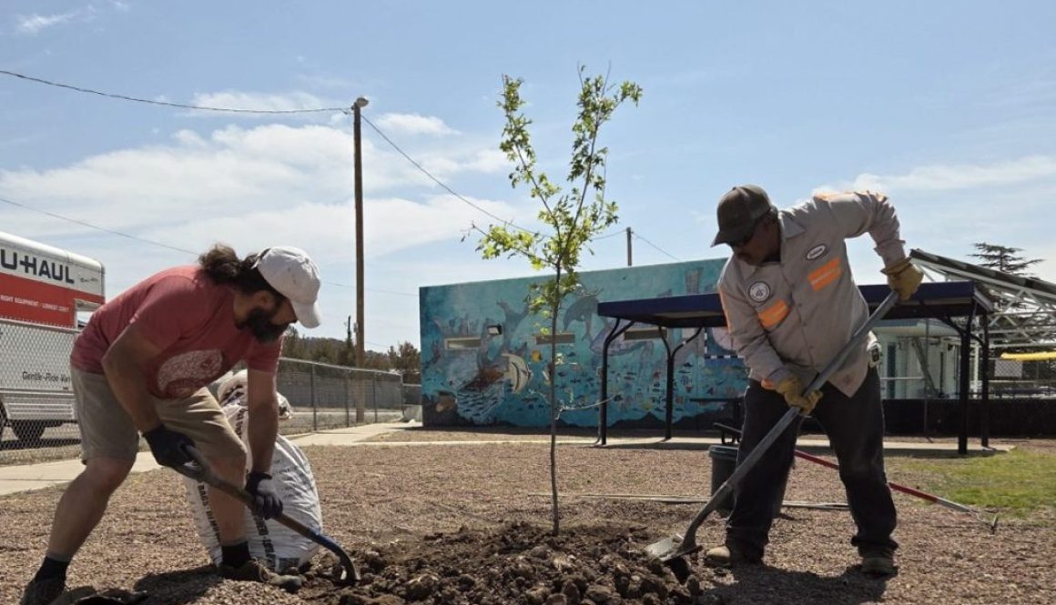 Trees and Climate Resilience in the Southwest