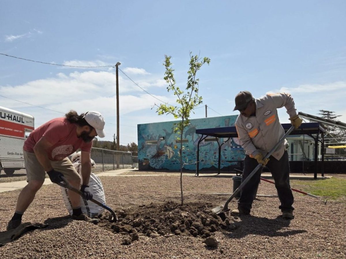 Trees and Climate Resilience in the Southwest