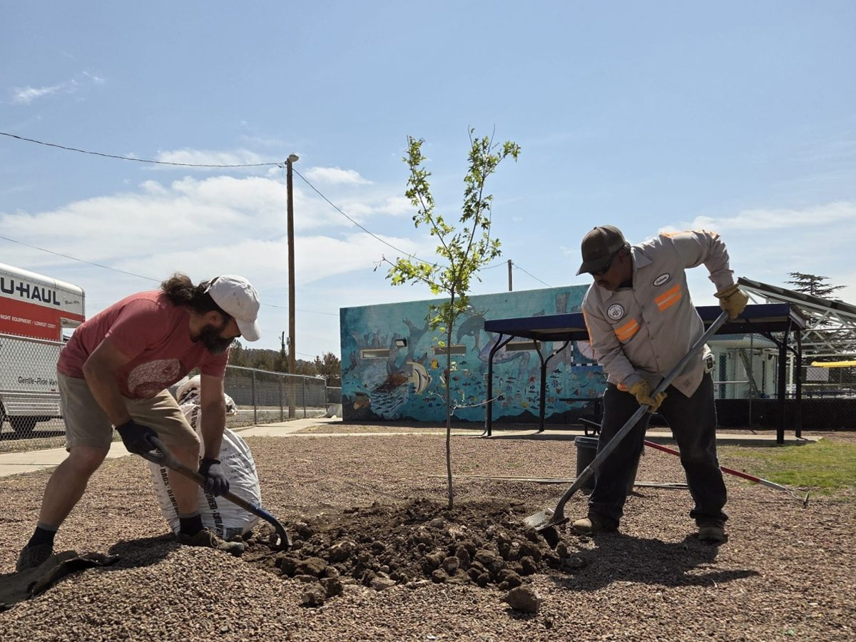 Trees and Climate Resilience in the Southwest